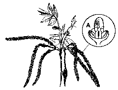 Illustration of catkins and shoots elongate. The male flowers (staminate flowers) on the catkins are now far enough apart to be seen.